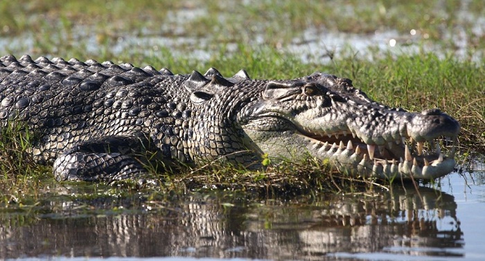 Les attaques mortelles de crocodile s’enchaînent en Inde